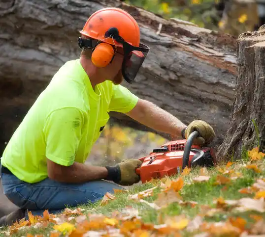 tree services Shoreview